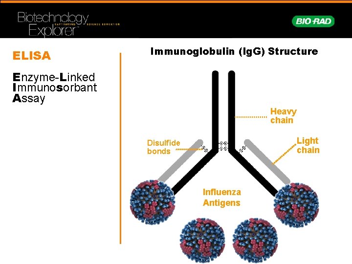 ELISA Immunoglobulin (Ig. G) Structure Enzyme-Linked Immunosorbant Assay Heavy chain Light chain Disulfide bonds