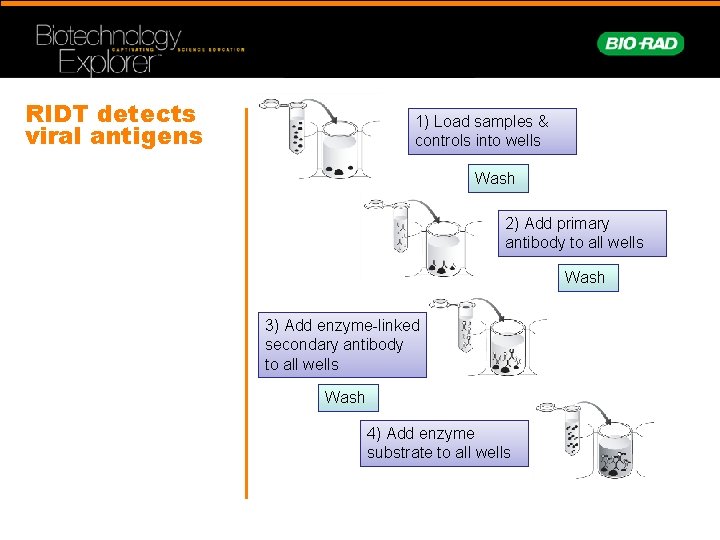 RIDT detects viral antigens 1) Load samples & controls into wells Wash 2) Add