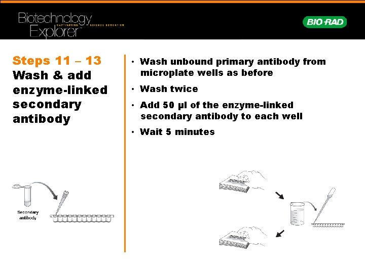 Steps 11 – 13 Wash & add enzyme-linked secondary antibody • Wash unbound primary