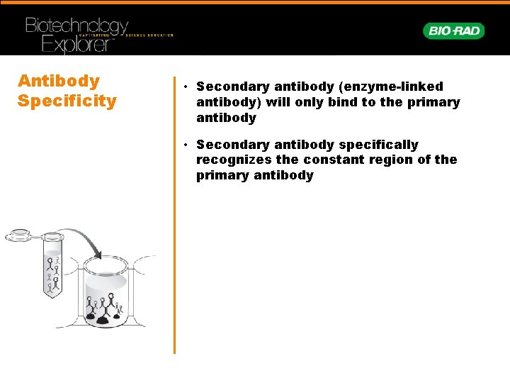 Antibody Specificity • Secondary antibody (enzyme-linked antibody) will only bind to the primary antibody