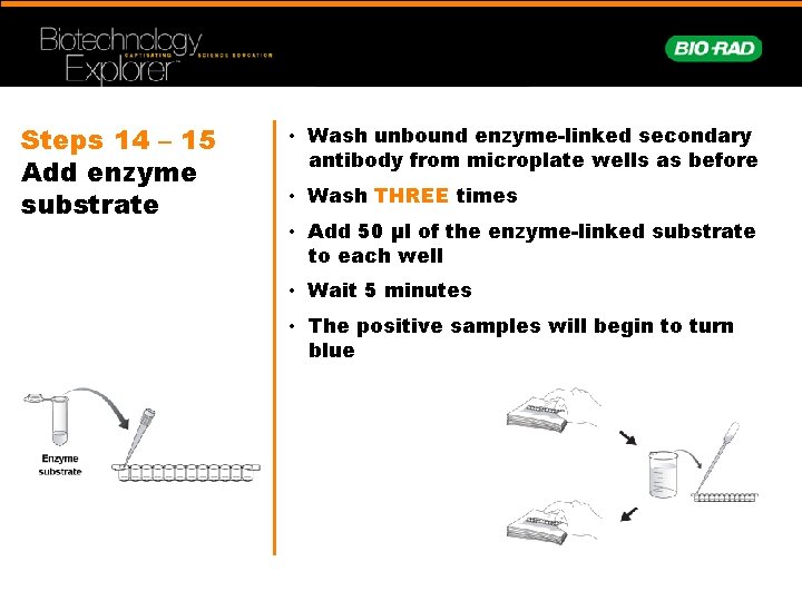 Steps 14 – 15 Add enzyme substrate • Wash unbound enzyme-linked secondary antibody from