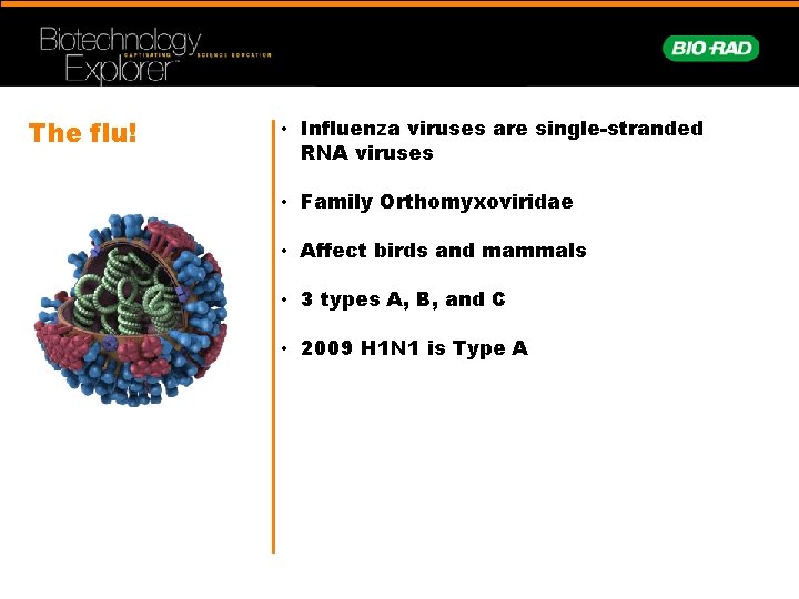 The flu! • Influenza viruses are single-stranded RNA viruses • Family Orthomyxoviridae • Affect