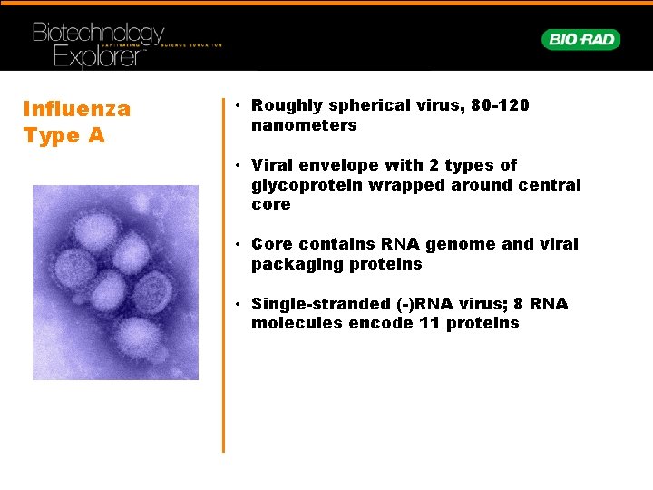 Influenza Type A • Roughly spherical virus, 80 -120 nanometers • Viral envelope with