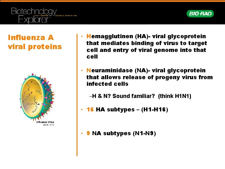 Influenza A viral proteins • Hemagglutinen (HA)- viral glycoprotein that mediates binding of virus