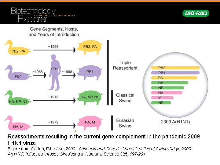 Reassortments resulting in the current gene complement in the pandemic 2009 H 1 N