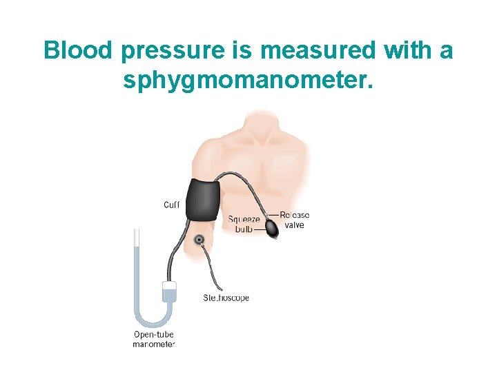 Blood pressure is measured with a sphygmomanometer. Blood pressure is measured with a sphygmomanometer.
