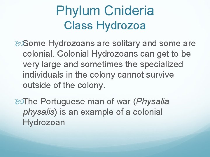 Phylum Cnideria Class Hydrozoa Some Hydrozoans are solitary and some are colonial. Colonial Hydrozoans