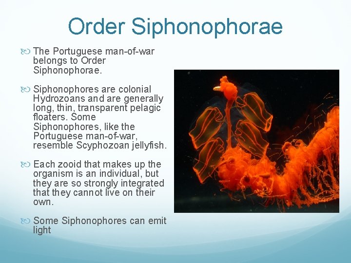 Order Siphonophorae The Portuguese man-of-war belongs to Order Siphonophorae. Siphonophores are colonial Hydrozoans and