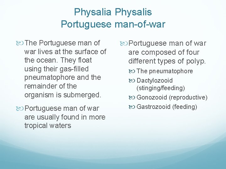 Physalia Physalis Portuguese man-of-war The Portuguese man of war lives at the surface of