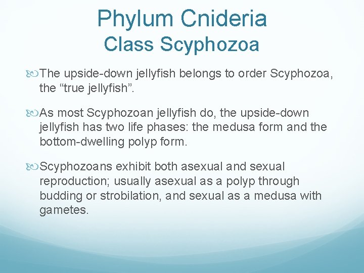 Phylum Cnideria Class Scyphozoa The upside-down jellyfish belongs to order Scyphozoa, the “true jellyfish”.