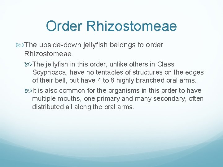 Order Rhizostomeae The upside-down jellyfish belongs to order Rhizostomeae. The jellyfish in this order,