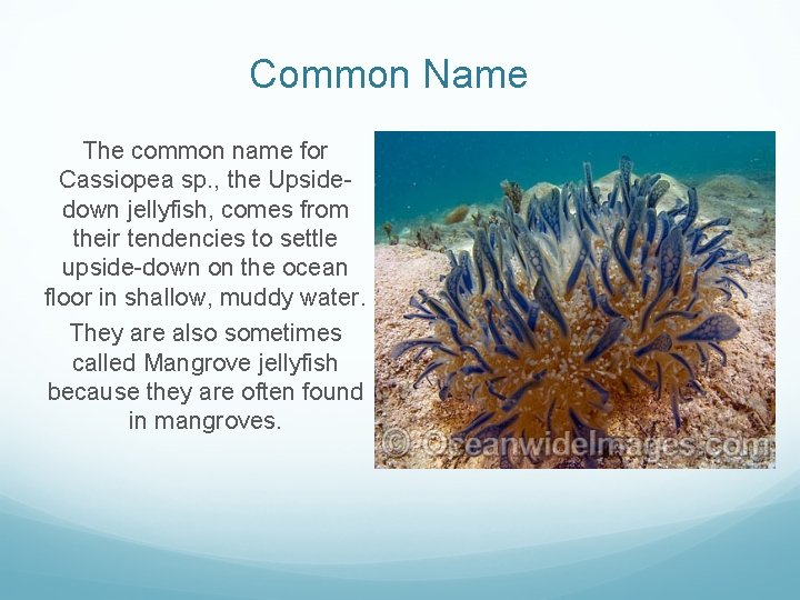 Common Name The common name for Cassiopea sp. , the Upsidedown jellyfish, comes from