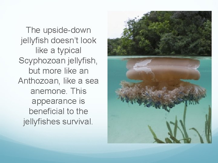 The upside-down jellyfish doesn’t look like a typical Scyphozoan jellyfish, but more like an