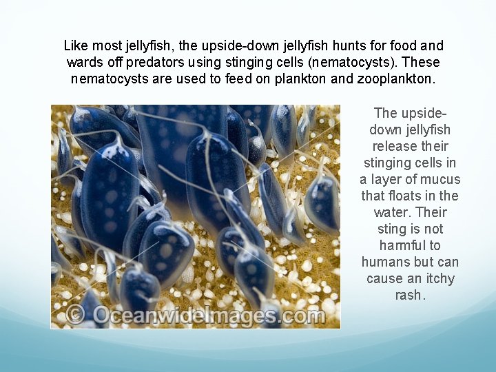 Like most jellyfish, the upside-down jellyfish hunts for food and wards off predators using