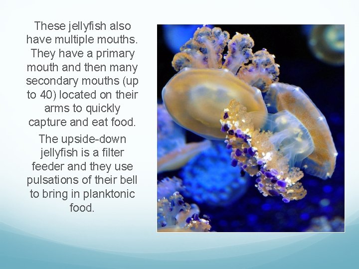 These jellyfish also have multiple mouths. They have a primary mouth and then many