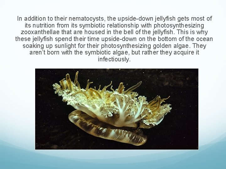 In addition to their nematocysts, the upside-down jellyfish gets most of its nutrition from
