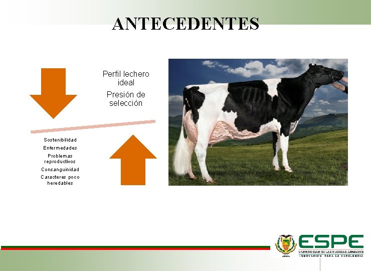 ANTECEDENTES Perfil lechero ideal Presión de selección Sostenibilidad Enfermedades Problemas reproductivos Consanguinidad Caracteres poco