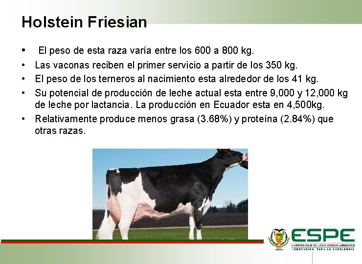 Holstein Friesian • • • El peso de esta raza varía entre los 600