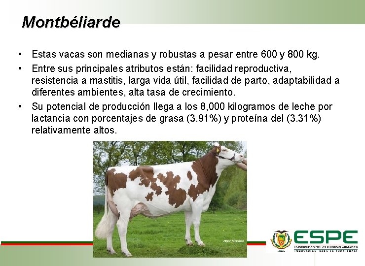 Montbéliarde • Estas vacas son medianas y robustas a pesar entre 600 y 800