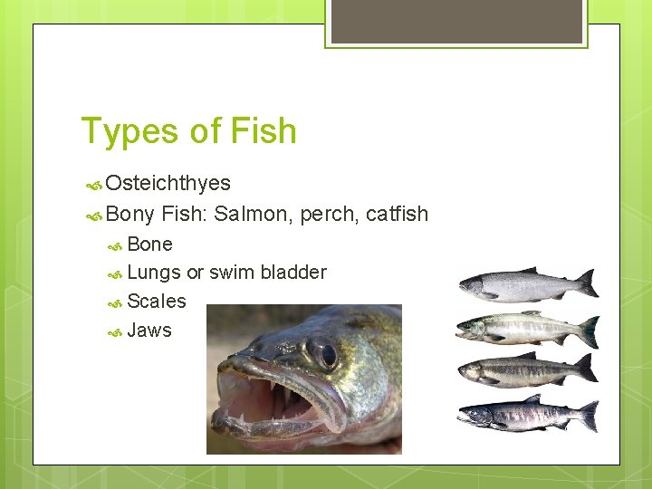 Types of Fish Osteichthyes Bony Fish: Salmon, perch, catfish Bone Lungs Scales Jaws or
