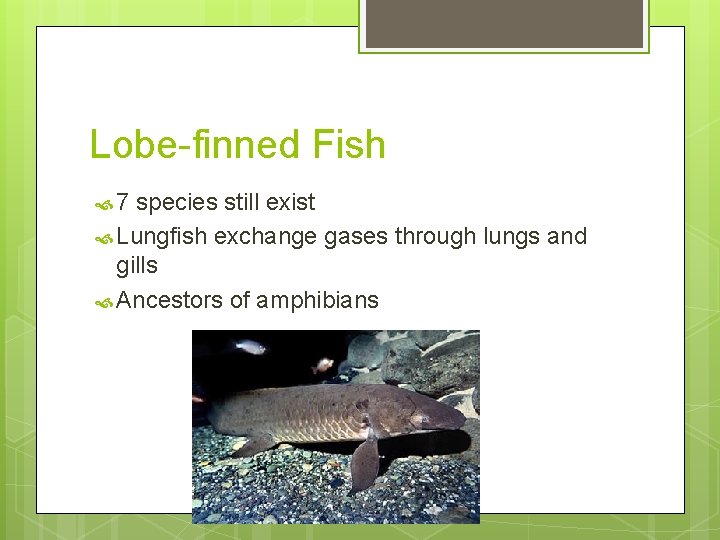 Lobe-finned Fish 7 species still exist Lungfish exchange gases through lungs and gills Ancestors