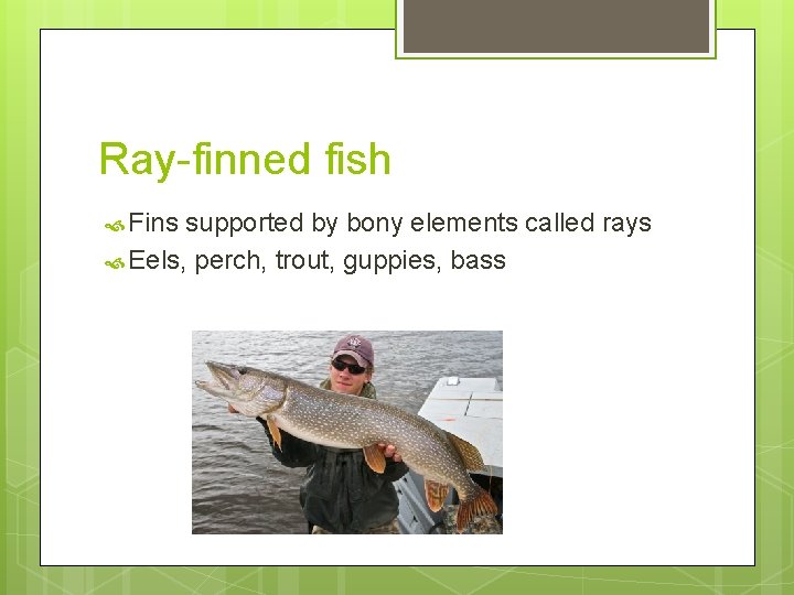 Ray-finned fish Fins supported by bony elements called rays Eels, perch, trout, guppies, bass