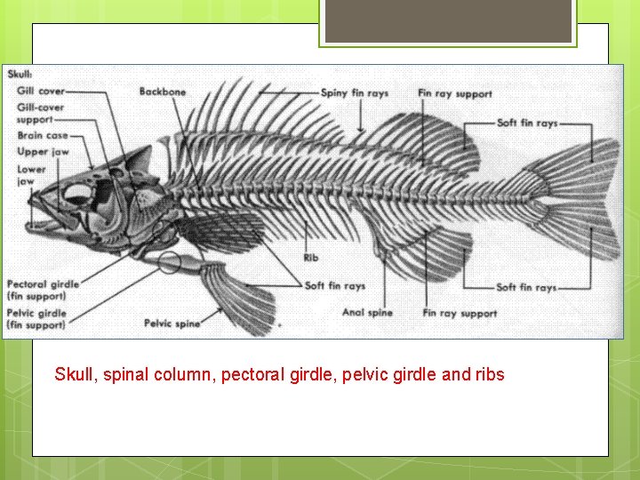 Skull, spinal column, pectoral girdle, pelvic girdle and ribs 