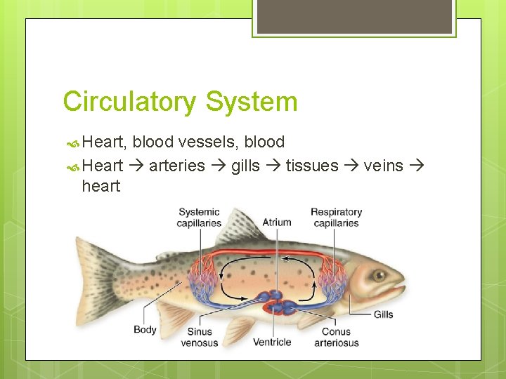 Circulatory System Heart, blood vessels, blood Heart arteries gills tissues veins heart 