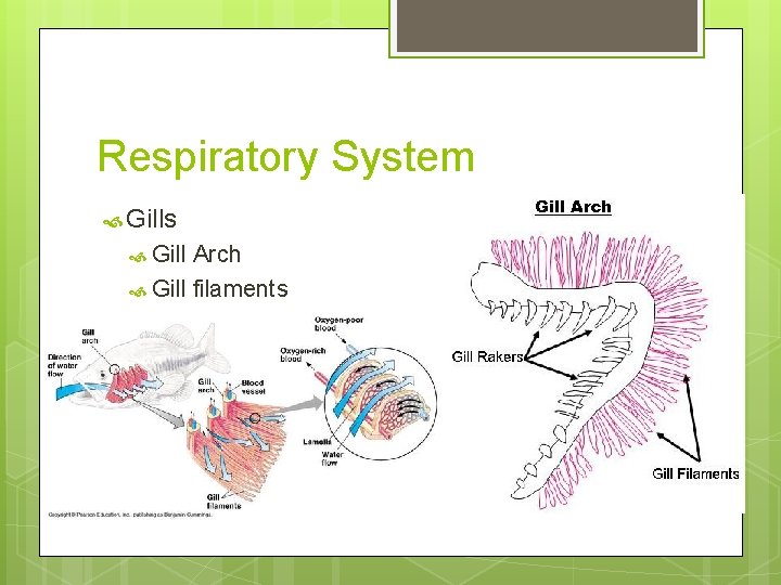 Respiratory System Gills Gill Arch Gill filaments 