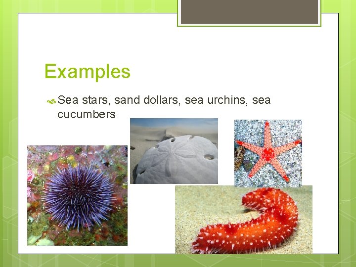 Examples Sea stars, sand dollars, sea urchins, sea cucumbers 