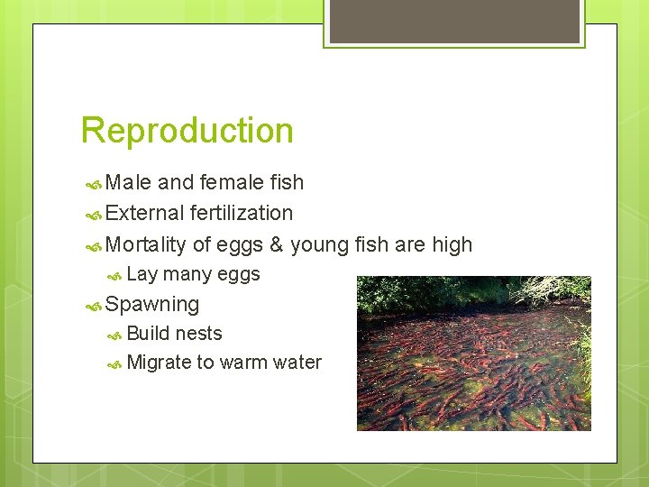 Reproduction Male and female fish External fertilization Mortality of eggs & young fish are