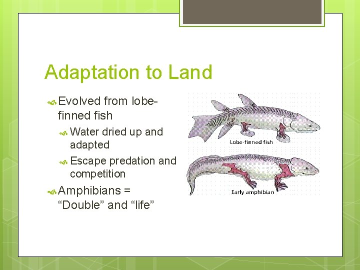 Adaptation to Land Evolved from lobefinned fish Water dried up and adapted Escape predation
