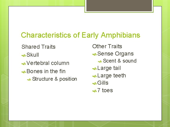 Characteristics of Early Amphibians Shared Traits Skull Vertebral column Bones in the fin Structure