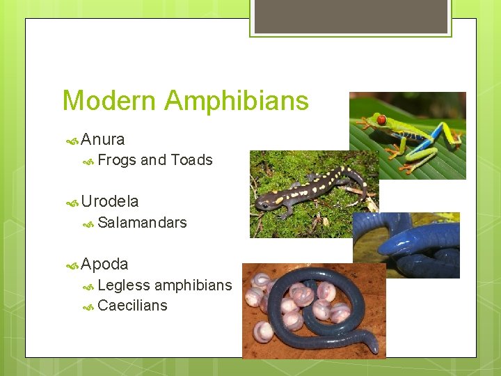 Modern Amphibians Anura Frogs and Toads Urodela Salamandars Apoda Legless amphibians Caecilians 