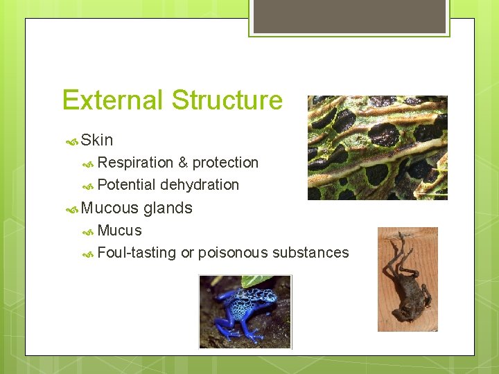 External Structure Skin Respiration & protection Potential dehydration Mucous glands Mucus Foul-tasting or poisonous