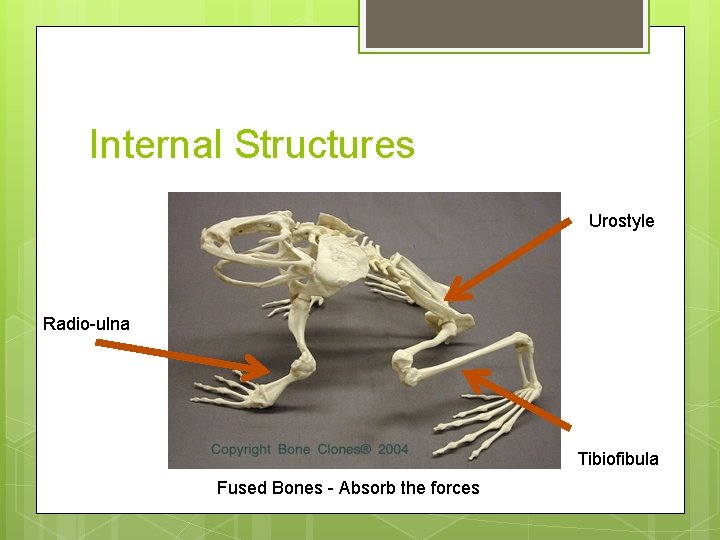 Internal Structures Urostyle Radio-ulna Tibiofibula Fused Bones - Absorb the forces 