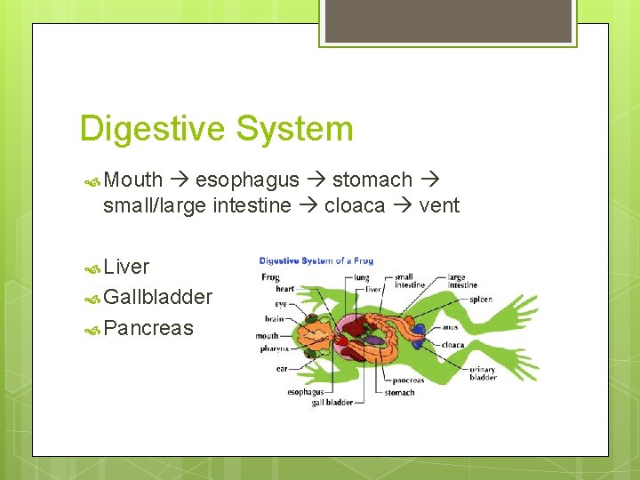 Digestive System Mouth esophagus stomach small/large intestine cloaca vent Liver Gallbladder Pancreas 