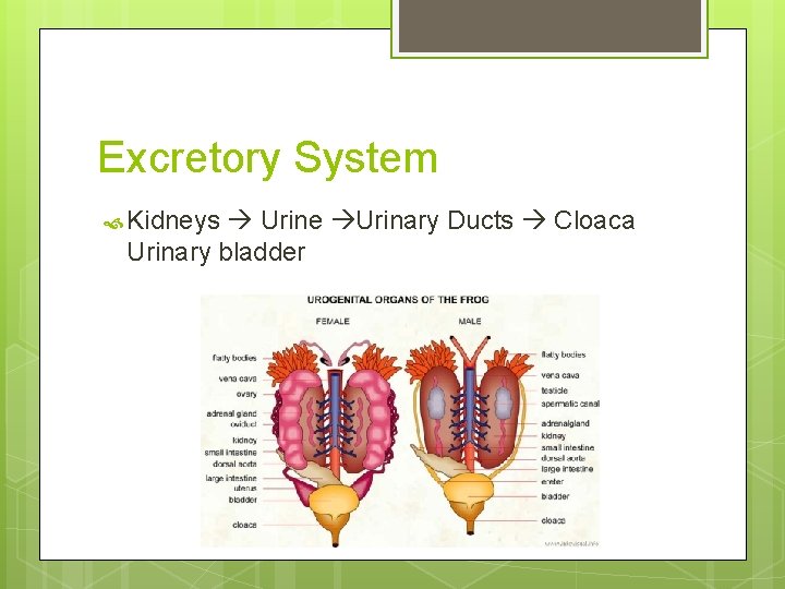 Excretory System Kidneys Urine Urinary Ducts Cloaca Urinary bladder 