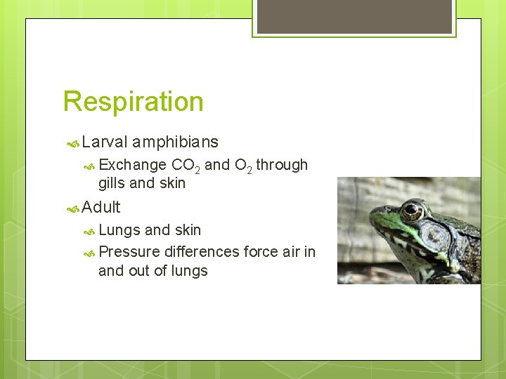 Respiration Larval amphibians Exchange CO 2 and O 2 through gills and skin Adult
