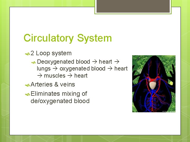 Circulatory System 2 Loop system Deoxygenated blood heart lungs oxygenated blood heart muscles heart