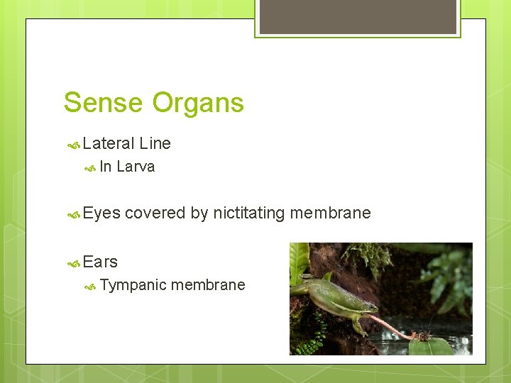 Sense Organs Lateral In Line Larva Eyes covered by nictitating membrane Ears Tympanic membrane