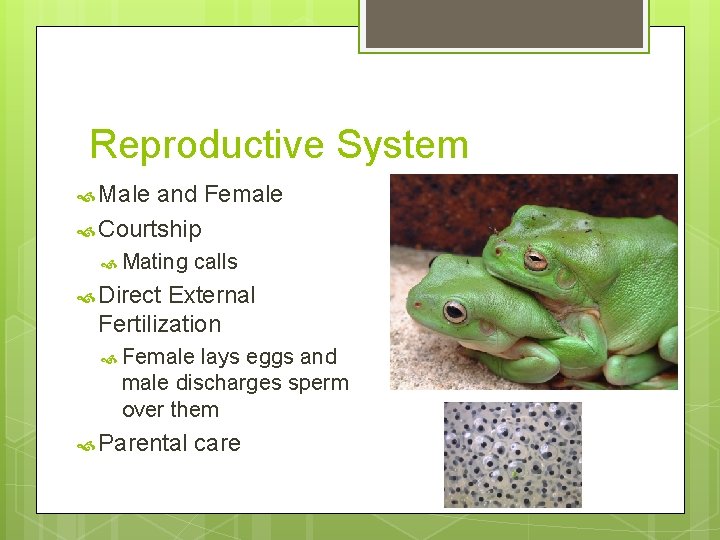 Reproductive System Male and Female Courtship Mating calls Direct External Fertilization Female lays eggs