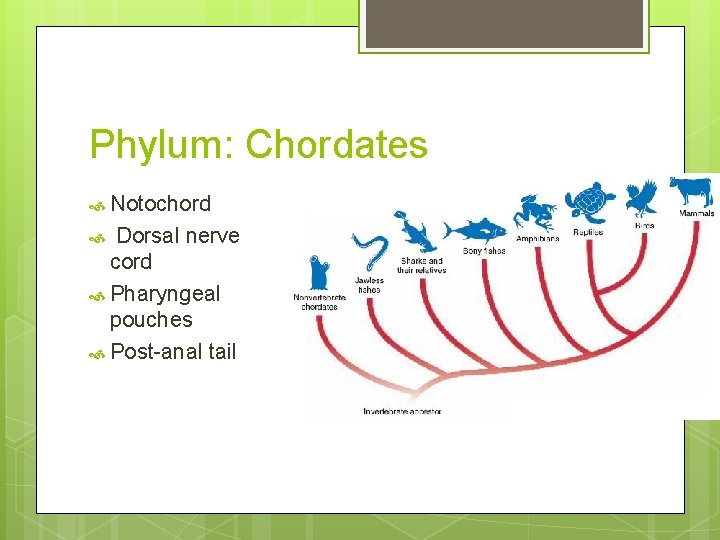 Phylum: Chordates Notochord Dorsal nerve cord Pharyngeal pouches Post-anal tail 