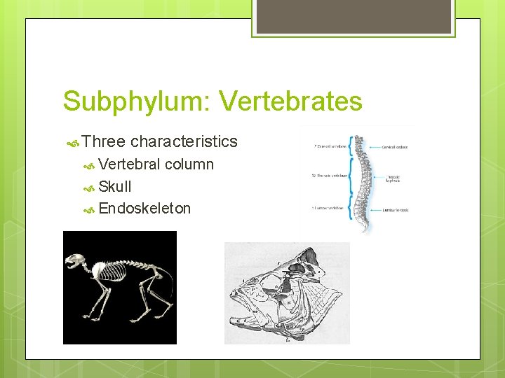 Subphylum: Vertebrates Three characteristics Vertebral column Skull Endoskeleton 
