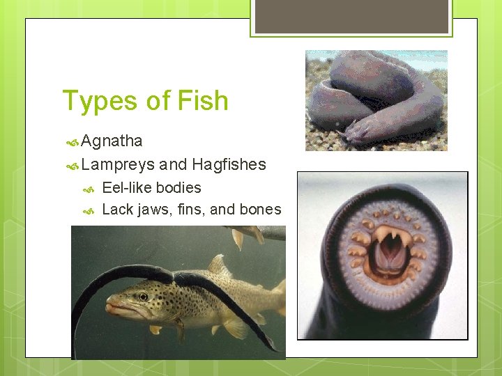 Types of Fish Agnatha Lampreys and Hagfishes Eel-like bodies Lack jaws, fins, and bones