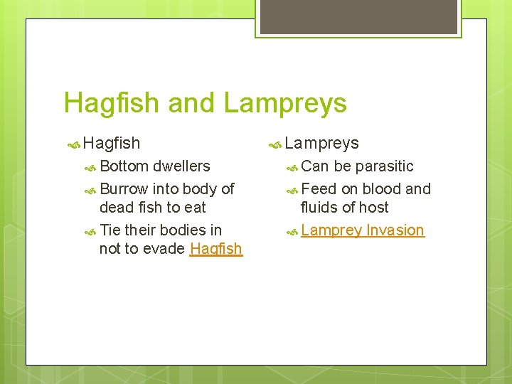 Hagfish and Lampreys Hagfish Bottom dwellers Burrow into body of dead fish to eat
