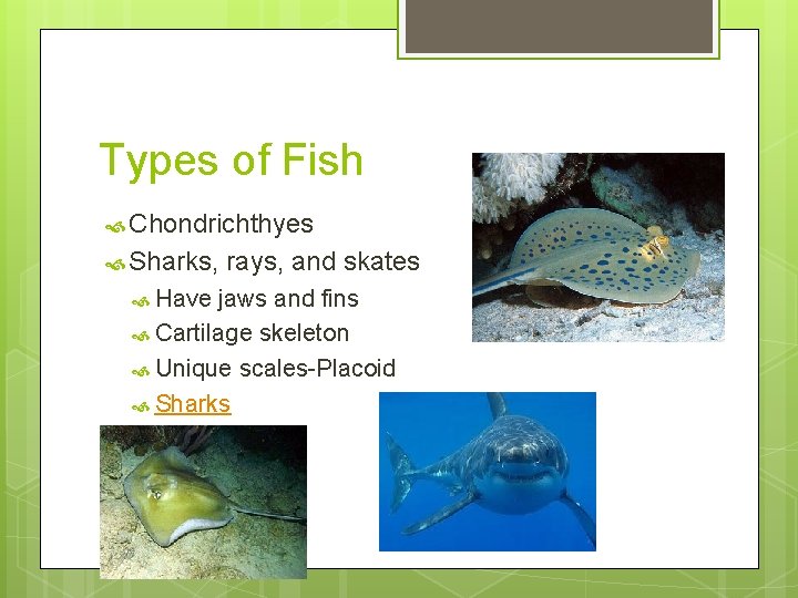Types of Fish Chondrichthyes Sharks, Have rays, and skates jaws and fins Cartilage skeleton