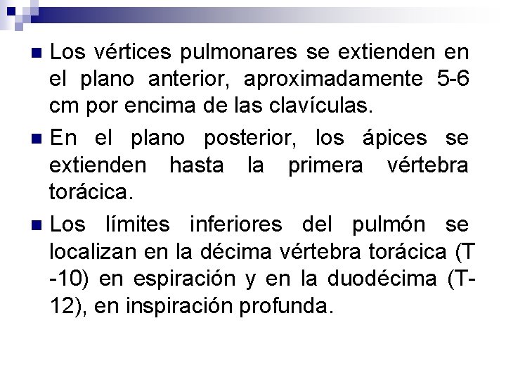 Los vértices pulmonares se extienden en el plano anterior, aproximadamente 5 -6 cm por