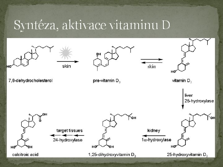 Syntéza, aktivace vitaminu D 