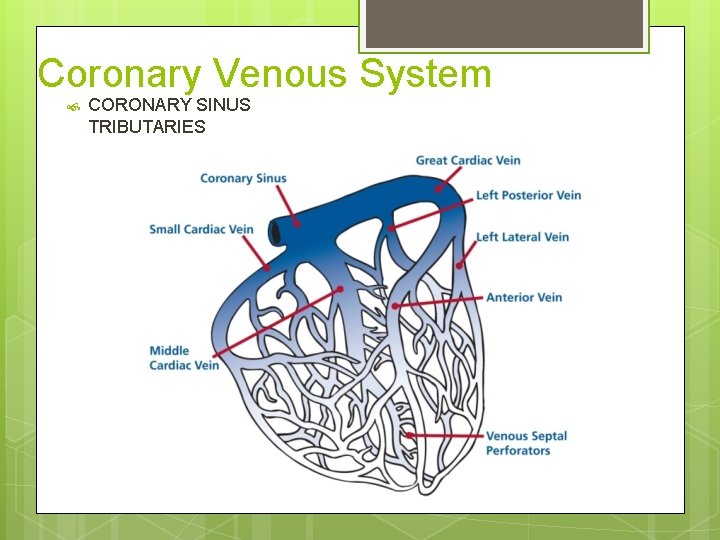 Coronary Venous System CORONARY SINUS TRIBUTARIES 